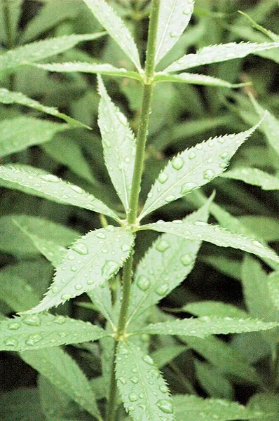 Veronicastrum virginicum