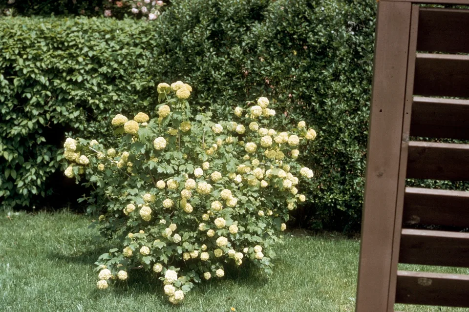 Form in bloom
