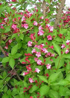 Flower and leaf detail