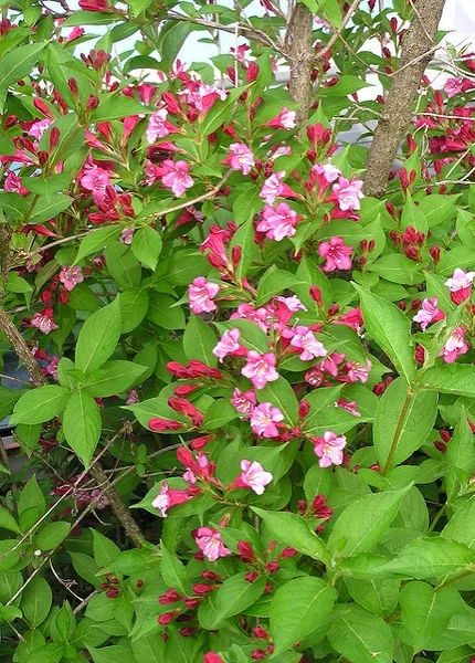 Flower and leaf detail