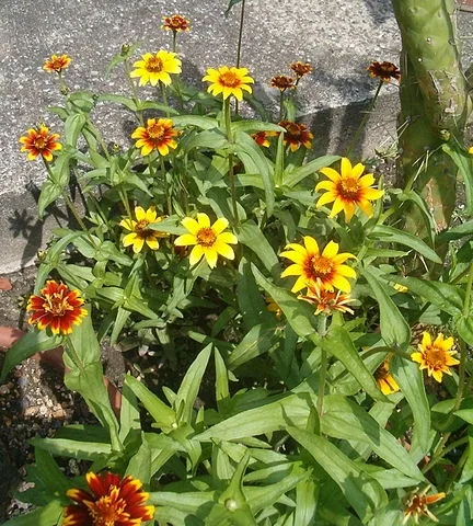 Zinnia haageana