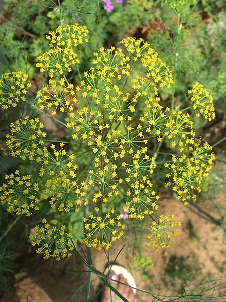 yellow bloom close-up