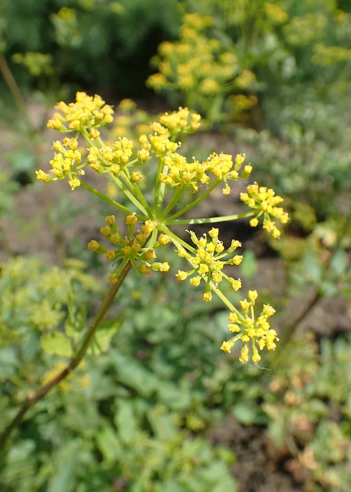 close-up of gold umbel