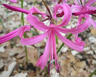Nerine — botanical reference