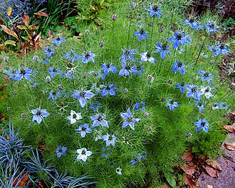 Nigella — botanical reference