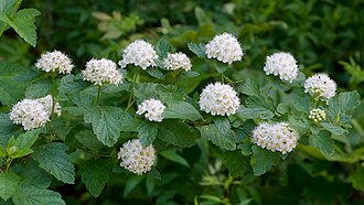 Ninebark — botanical reference