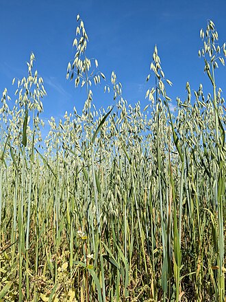 Oats — botanical reference