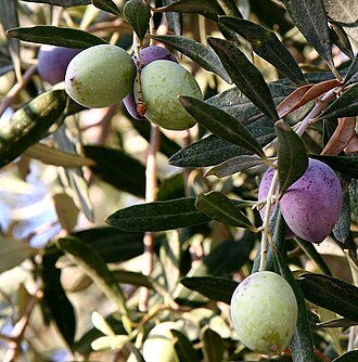 Olive — botanical reference