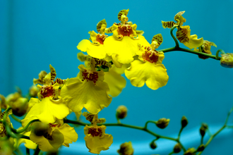 Oncidium Orchid — botanical reference