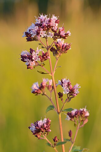 Oregano — botanical reference