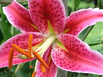 Oriental Lily — botanical reference