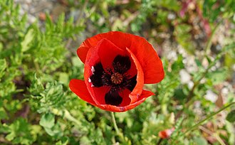 Oriental Poppy — botanical reference