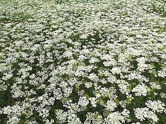 Orlaya — botanical reference