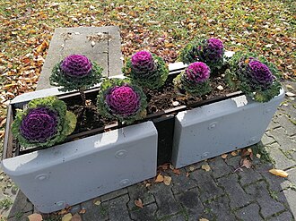 Ornamental Kale — botanical reference