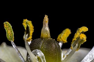 Ornithogalum — botanical reference