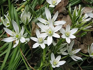 Common Star of Bethlehem — botanical reference