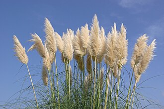 Pampas Grass — botanical reference