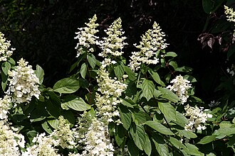 Panicle Hydrangea — botanical reference