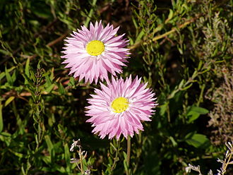 Paper Daisy — botanical reference