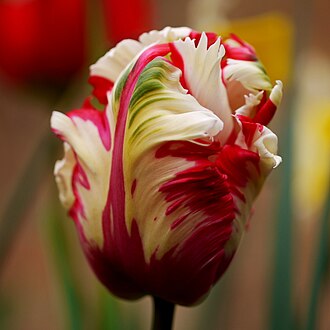 Parrot Tulip — botanical reference