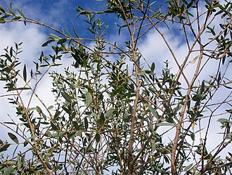 Parvifolia Eucalyptus — botanical reference