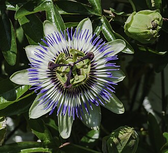 Passionflower — botanical reference