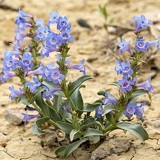 Penstemon — botanical reference
