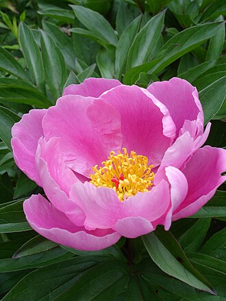 Peony — botanical reference