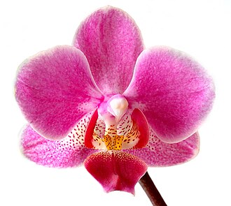 Phalaenopsis Orchid — botanical reference