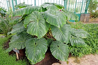 Philodendron — botanical reference