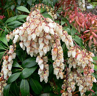 Pieris — botanical reference