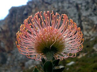 Pincushion Protea — botanical reference