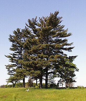 Pine — botanical reference