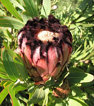 Pink Mink Protea — botanical reference