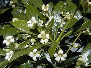 Chinese Pittosporum — botanical reference