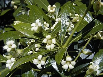 Chinese Pittosporum — botanical reference