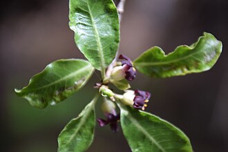 Pittosporum — botanical reference