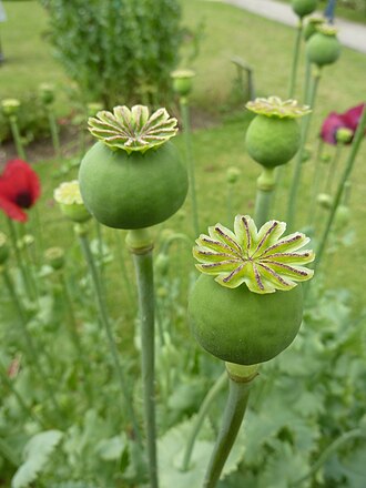 Poppy Pods — botanical reference