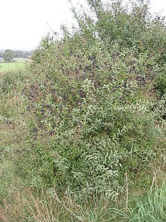 Privet Berries — botanical reference