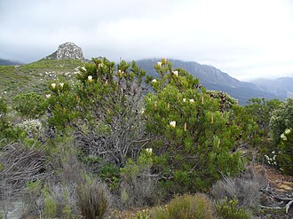 Protea — botanical reference