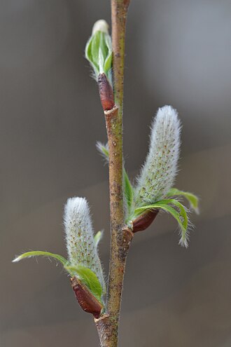 Pussy Willow — botanical reference