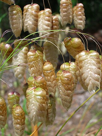 Quaking Grass — botanical reference