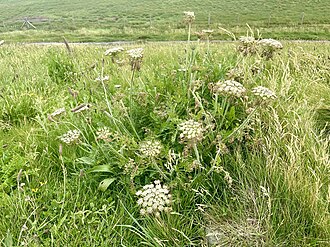 Queen Anne's Lace — botanical reference