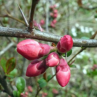 Quince Blossom — botanical reference