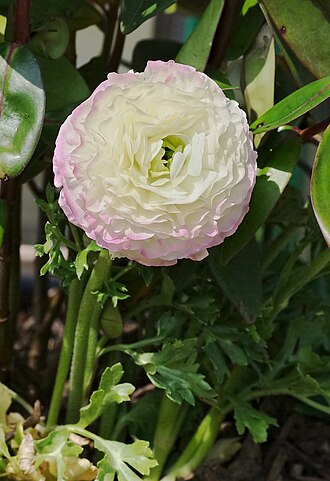 Ranunculus — botanical reference