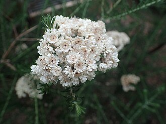 Rice Flower — botanical reference