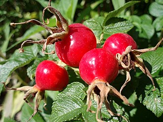 Rose Hips — botanical reference
