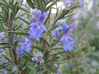 Rosemary — botanical reference
