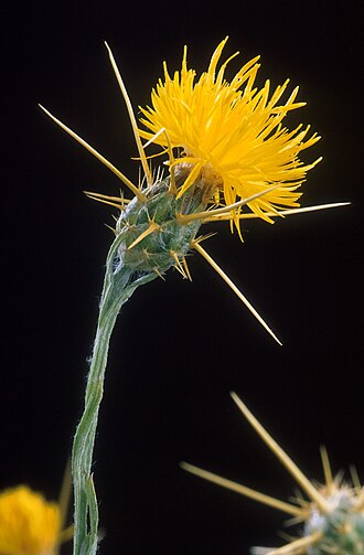Saffron Thistle — botanical reference