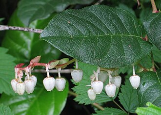 Salal — botanical reference